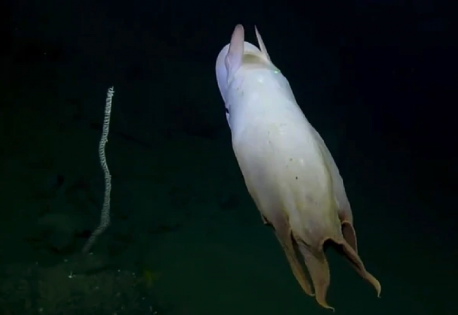 El animal pasó frente a la cámara de la nave no tripulada y sorprendió a los investigadores. (Foto: Infobae)