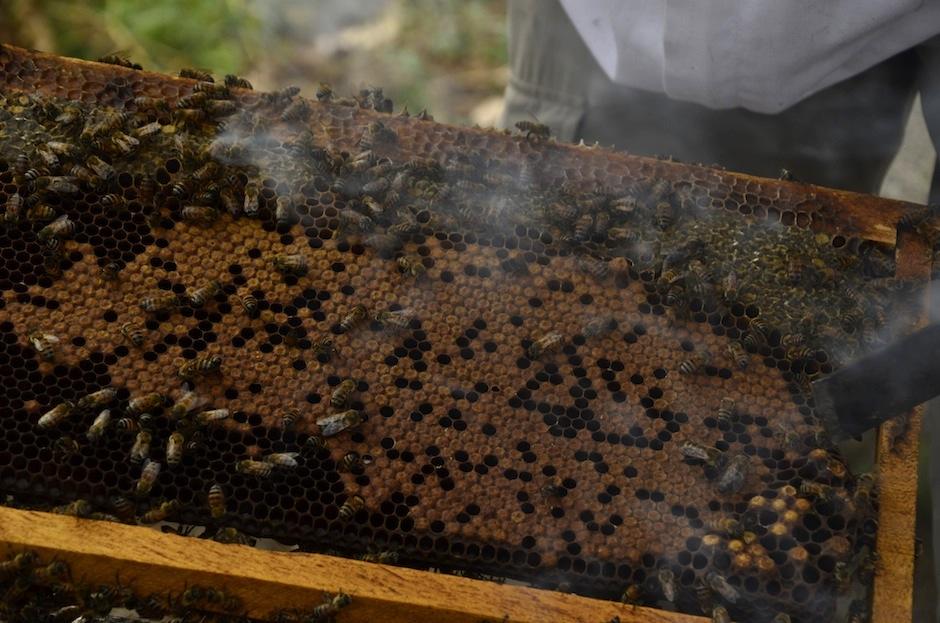Un grupo de abejas auxilió a una compañera que había caído en un depósito de miel. (Foto: Archivo/Soy502) 