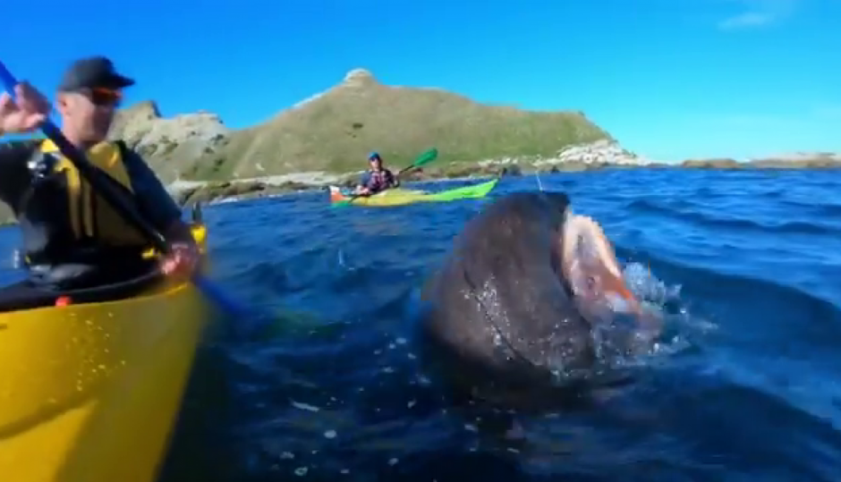 Un kayakista recibió una bofetada en la cara de parte de una foca. (Foto: Taiyomasuda) 