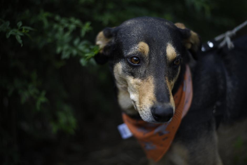 Solovino, el perrito que resguarda el Teatro Nacional, podrá permanecer en el lugar. (Foto: Wilder López/Soy502)