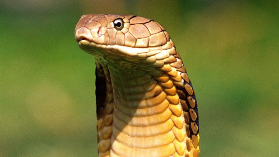 Una cobra mordió a un ciudadano chino y su veneno le quitó la vida en 40 minutos. (Foto: con fines ilustrativos / RT )