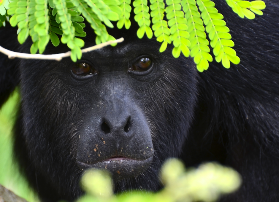Las autoridades indicaron que el animal trataba de cruzar una carretera en Petén. (Foto: Petén en Fotos)