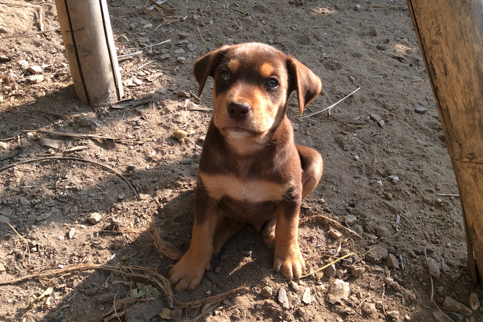 Un hombre salvó la vida de un pequeño perro. (Foto: Pexeles)