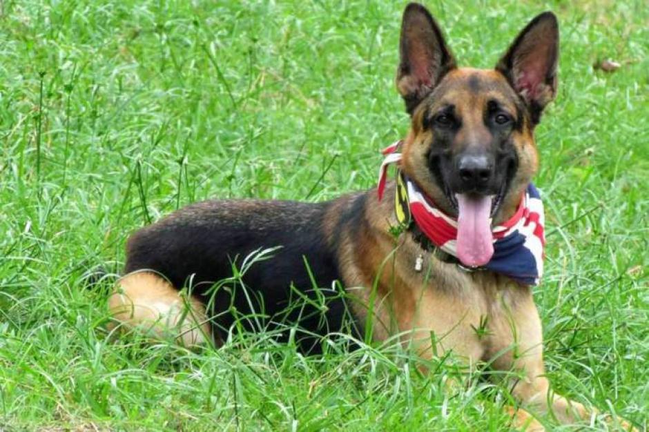 Ndecesitan muchos cuidados y pueden ser muy amigables con tu familia, estas razas darían todo por su familia. (Foto: Club Pastor Alemán Bucaramanga) 