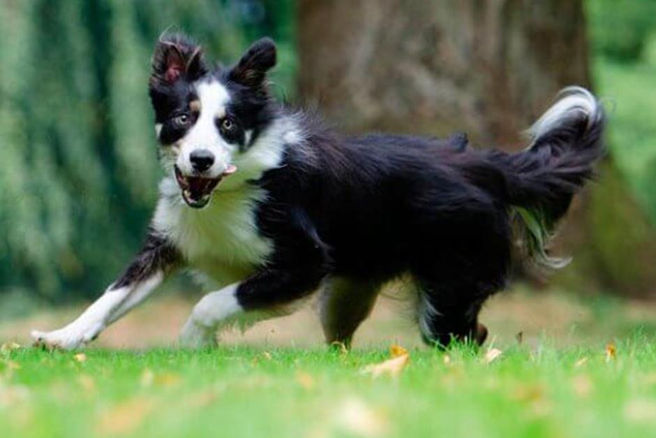 El perro arriesgó su vida para salvar al cachorrito (Foto: CurioSfera.com)