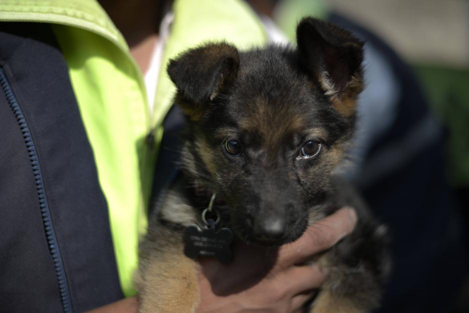 Neto Bran resaltó que iniciará una campaña para rescatar a los perros sin hogar de El Milagro. (Foto: Archivo/Soy502)