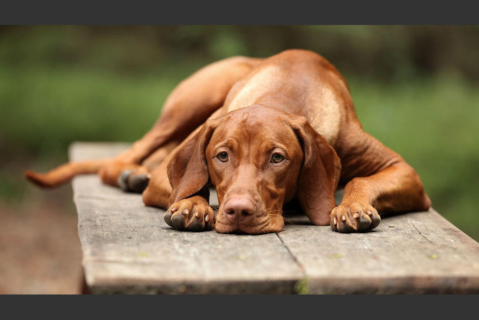 No olvides dejar tus datos y la descripción de tu perro en cada lugar que llames o te acerques (Foto: Infobae)
