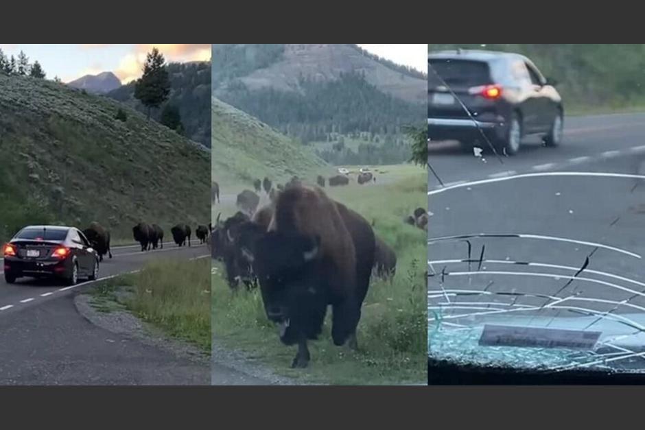durante una estampida en carretera, un bisonte chocó con un carro. (Foto: Youtube) 