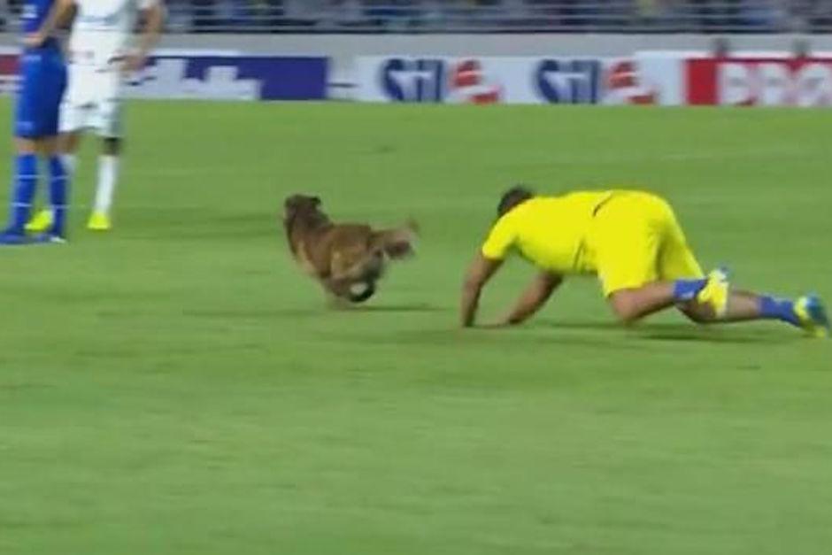 Nadie podía atrapar al perro que ingresó a la cancha en pleno partido de campeonato de Brasil. (Foto: Captura de video)