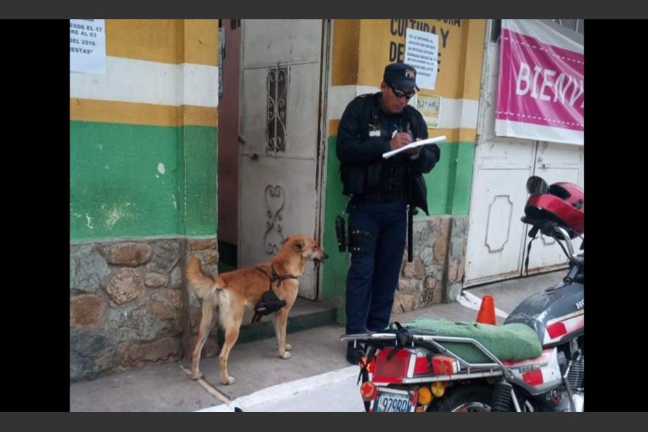 El animal fue rescatado por las autoridades de San Miguel Petapa. (Foto: captura pantalla) 
