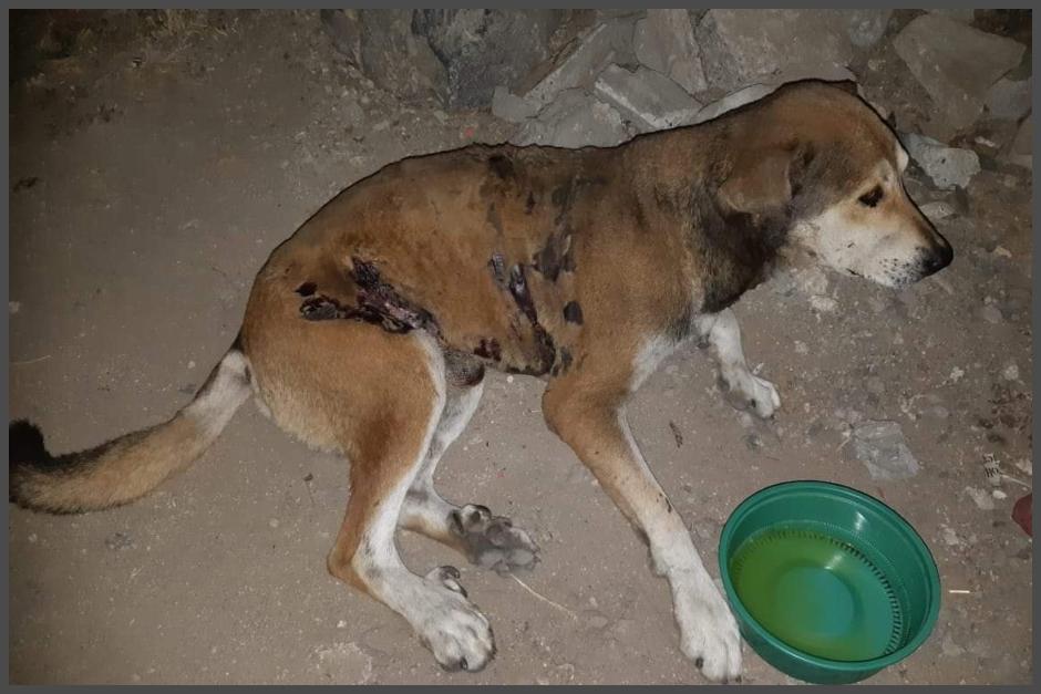 Sam es un perro callejero que sufrió quemaduras en el 70% de su cuerpo el pasado 7 de diciembre. (Foto: Facebook Huellitas de la Calle) 