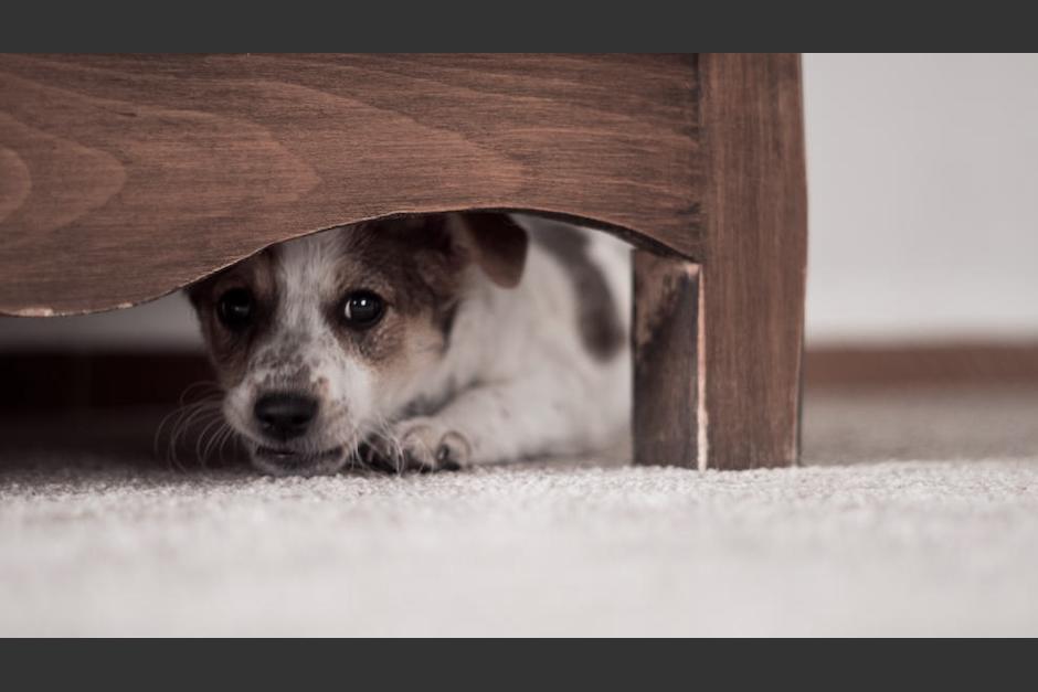 Los usuarios en redes sociales compartieron su indignación e hicieron un llamado de emergencia (Foto ilustrativa)