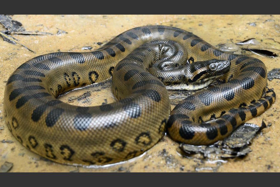 El perro se quedó atrás porque quería tomar agua en la laguna, pero una enorme anaconda que se escondía debajo del agua, lo atacó. (Foto: animalesovíparos.net). 