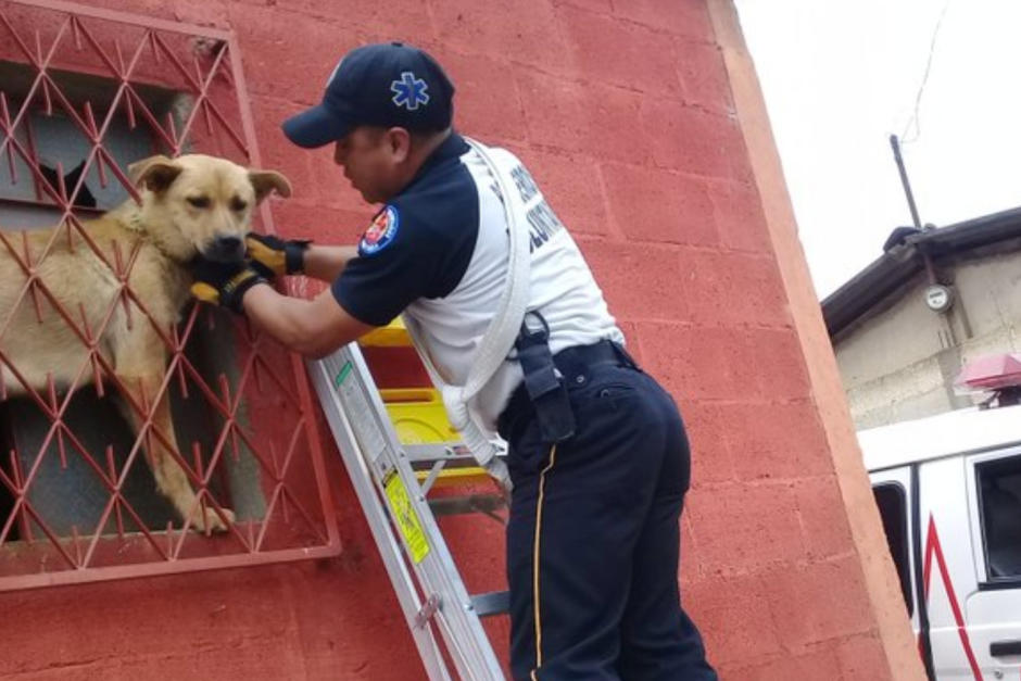 Usuarios de redes hicieron notar que el estado de salud de el perrito no es el idóneo. (Foto Bomberos Voluntarios)