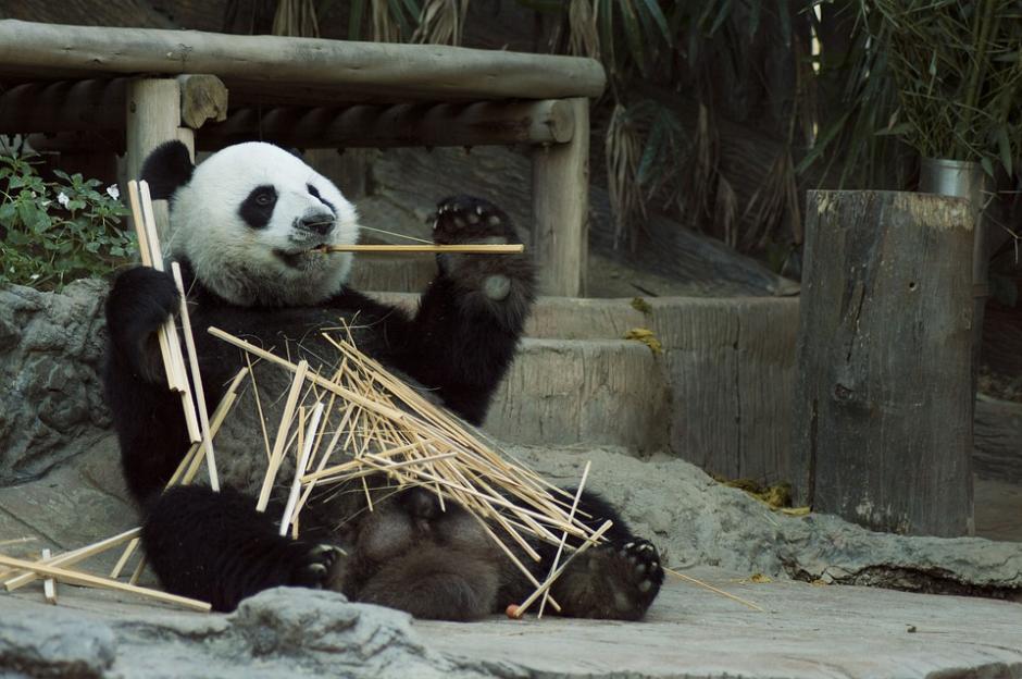 Meng Meng es el nombre del panda que sufrió el descuido. (Foto:Pixabay)