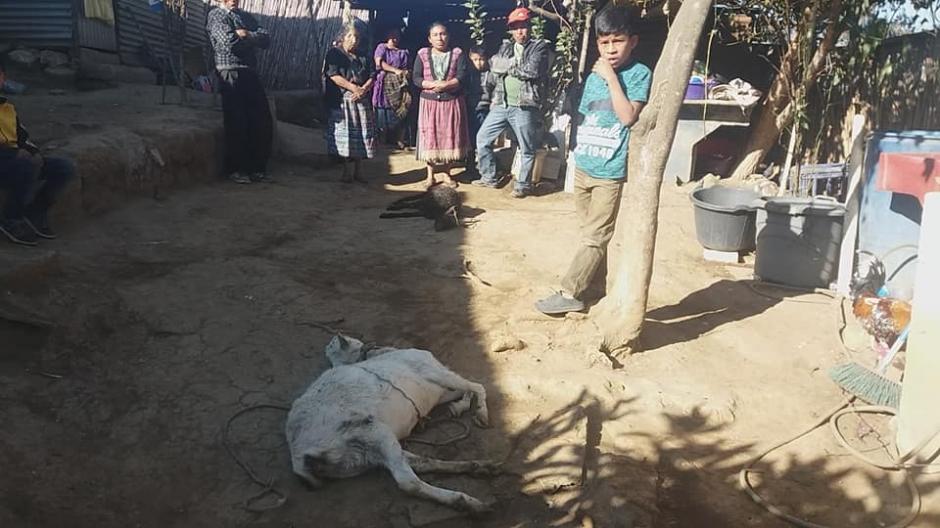 Los animales aparecieron muertos este jueves. (Foto: Marco Antonio Masa)