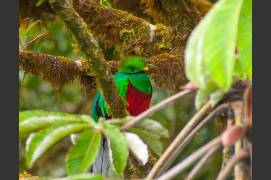 Así es el canto del Quetzal, grabado en El Nido Aviario en México. (Foto: Rohit/Flickr) 