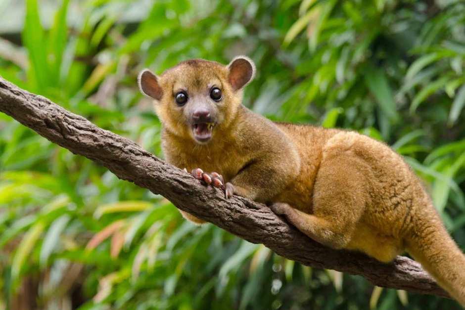 El micoleón rescatado este lunes sábado en Coatepeque fue atendido por veterinarios (Foto ilustrativa: imagenesmy.com)