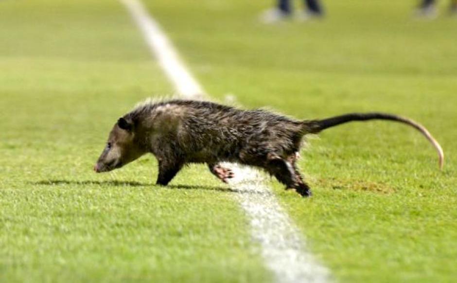 El animalito que sorprendió en un campo de fútbol de México. (Foto: IMAGO7)