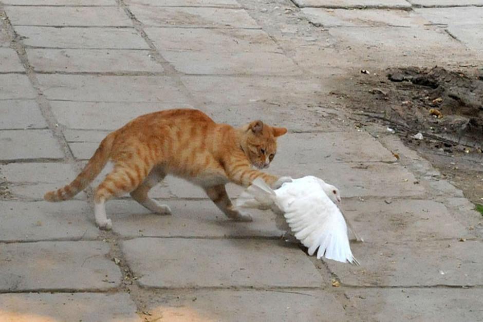 En el video se documenta la pelea más tierna, protagonizada por un gato y una paloma. (Foto ilustrativa: ZUMA Press / www.globallookpress.com)