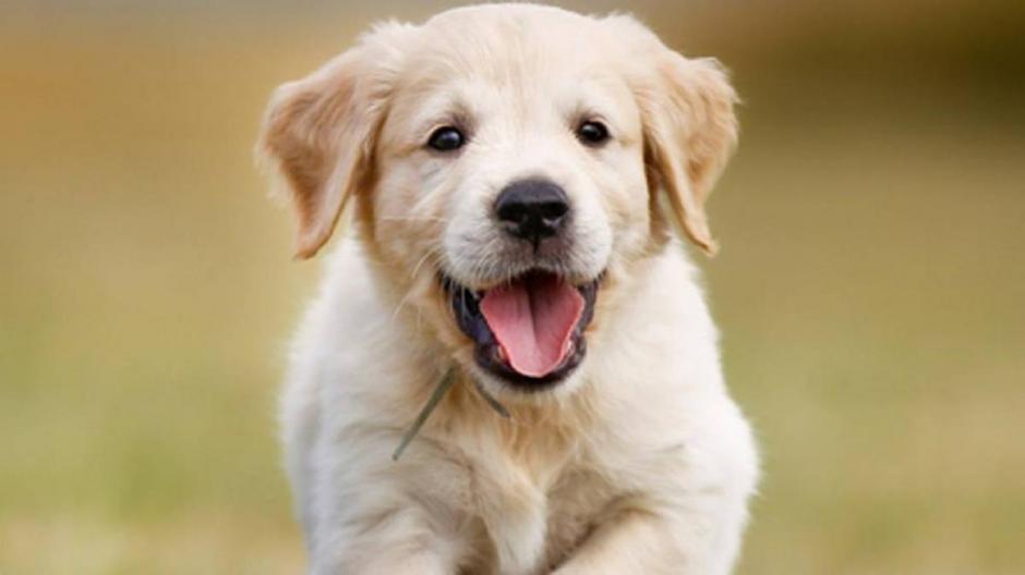 Despedirse de una mascota es doloroso para los amantes de los animales. (Foto: Archivo)