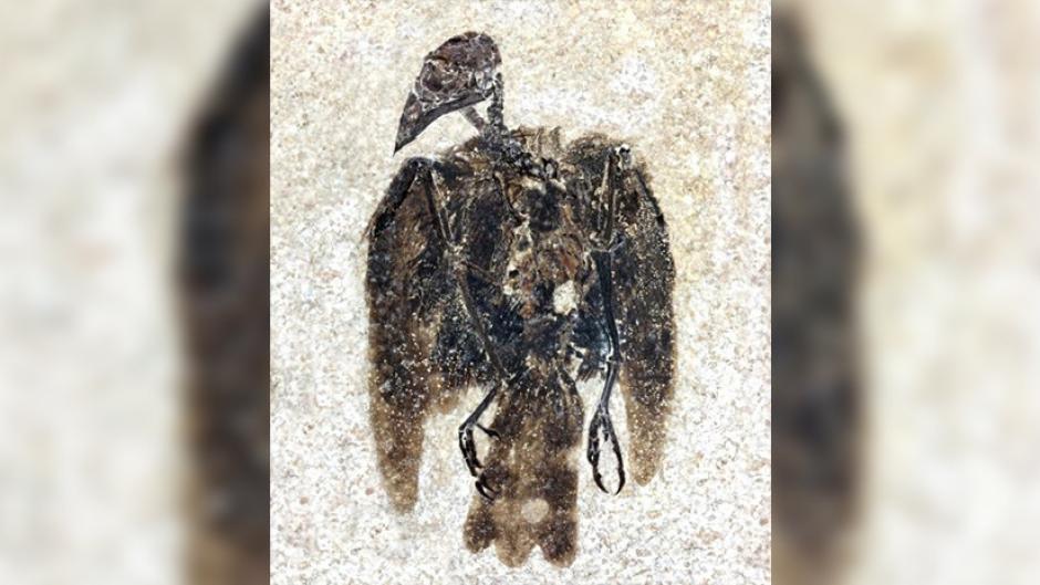 El ave hallada en Wyoming se denomina Eofringillirostrum boudreauxi, y se trata del pájaro más antiguo encontrado con un pico similar a un pinzón. (Foto: Lance Grande, Field Museum)