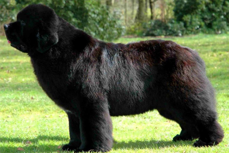 Un perro de gran tamaño atacó y mató a un perrito en la calle Santander de Panajachel. El incidente se volvió viral en redes. (Foto: Agencias)