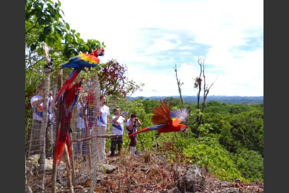 Un grupo de 13 guacamayas han sido liberadas en el Parque Nacional Sierra Lacandón, Petén. (Foto: Conap) 