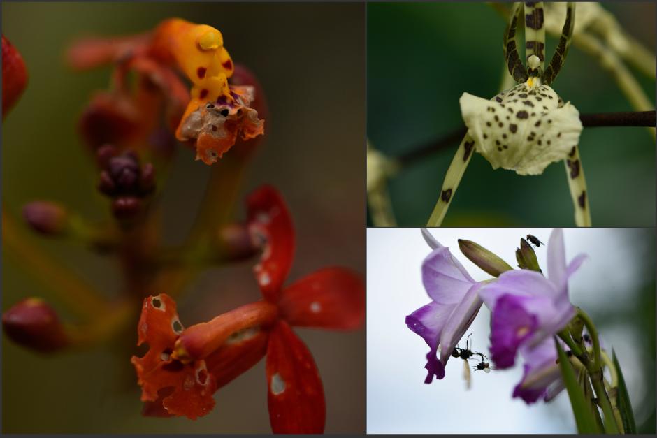 Este sitio le da una segunda oportunidad a las orquídeas. (Fotos: Wilder López/Soy502)