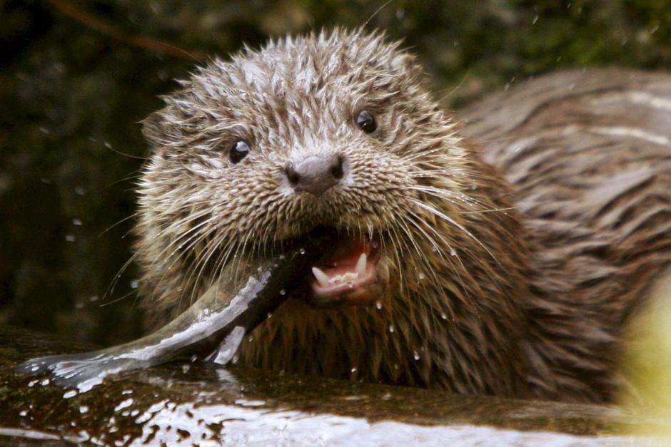 El animal fue trasladado al CONAP, pero los golpes y heridas provocadas por los pobladores le costaron la vida. (Foto: Europa Press)