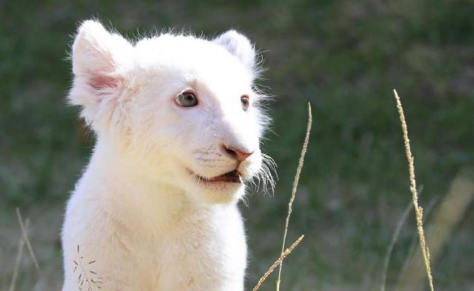 El cachorrito ha enternecido a las redes. (Foto:Ilustrativa, el periódico de Tlaxcala)