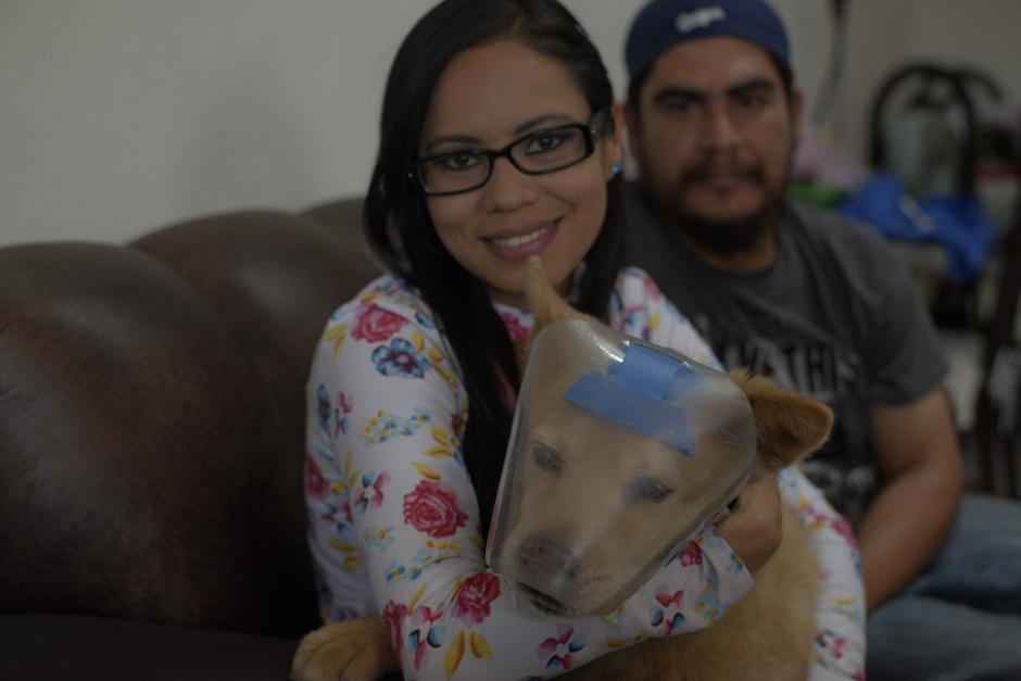 No creerás todo lo que este perrito ha tenido que soportar y la fuerza que tiene. (Foto:Wilder López/Soy502)