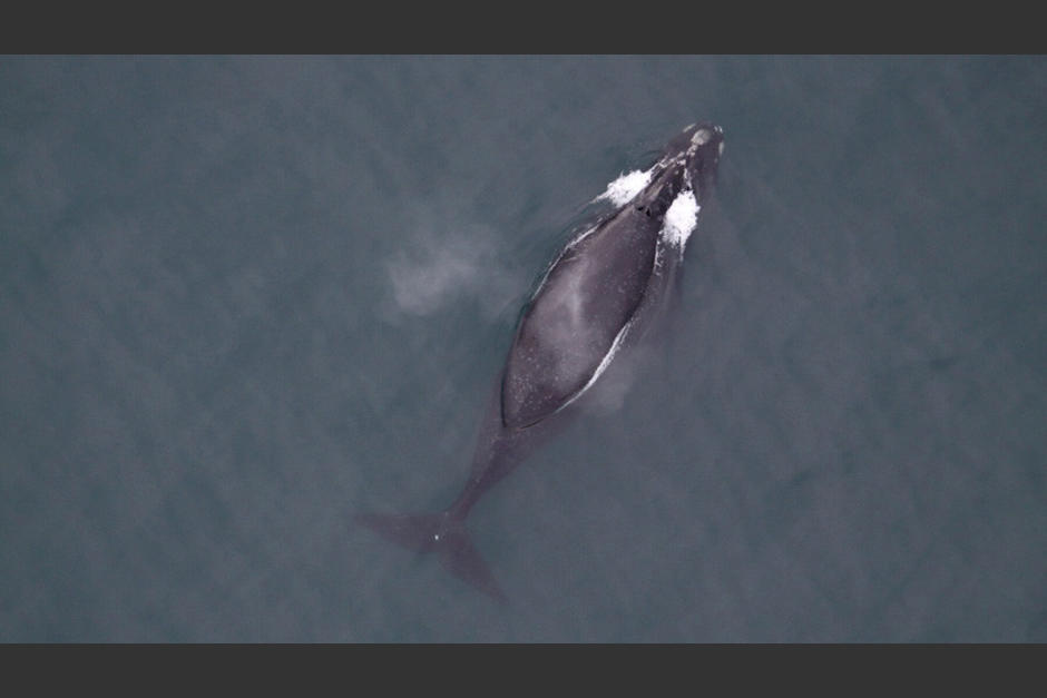 Biólogos marinos de Estados Unidos registran los sonidos que emite el animal más grande del planeta (Foto ilustrativa: Marine Mammal Commission/Reuters)