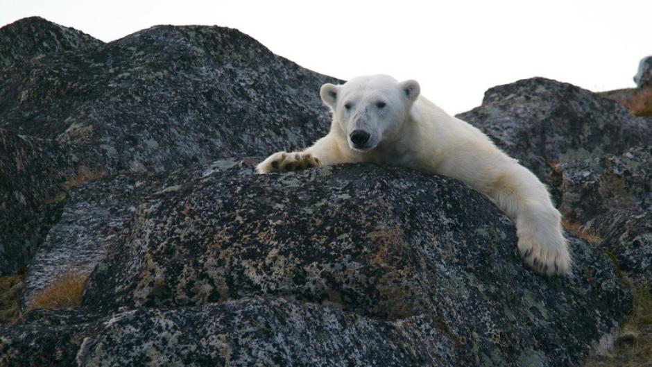 Un oso polar decidió dar un paseo cuando realizaban la limpieza en su área. (Foto: RT/Con fines ilustrativos)