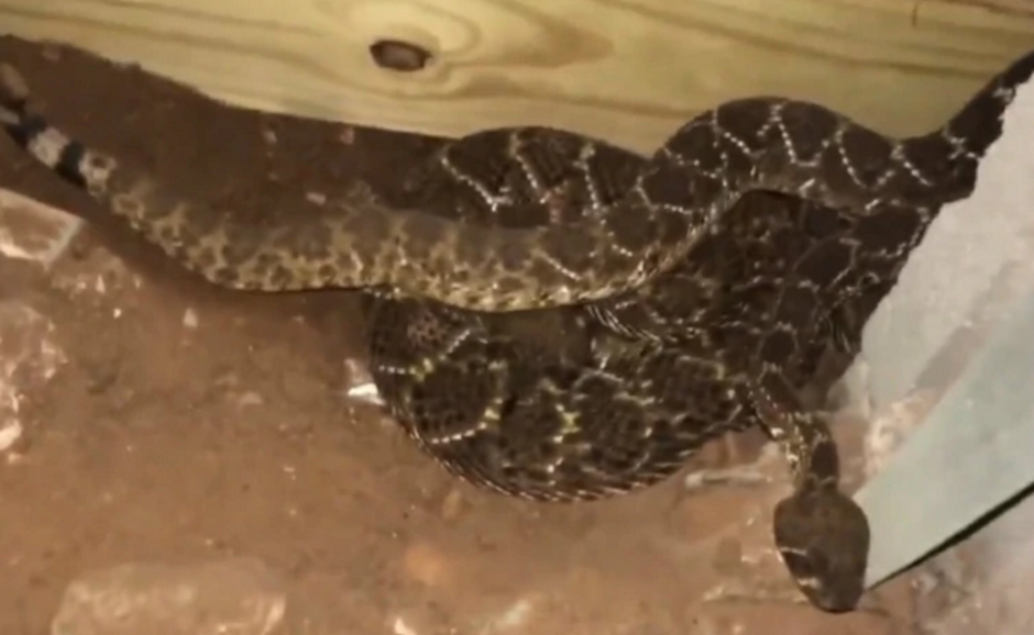 hallaron 45 serpientes abajo de una vivienda. (Foto: Captura de pantalla) 