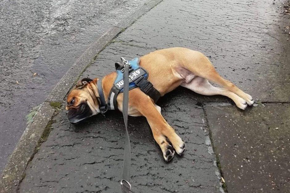 Un perro parece fingir su propia muerte cuando se da cuenta que no lo estaban paseando en su ruta preferida para caminar (Foto: KENNEDY NEWS AND MEDIA)