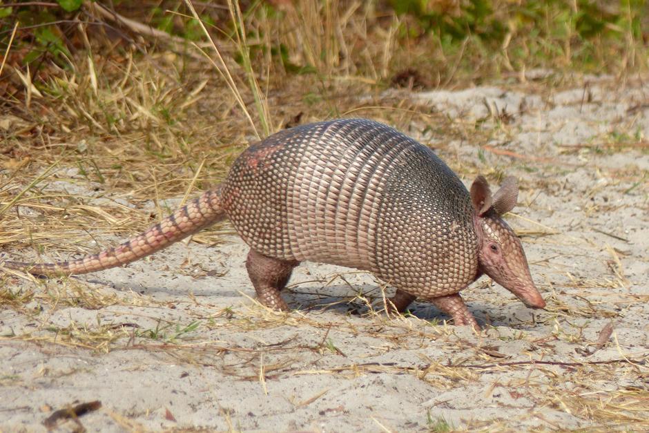Las autoridades de socorro han luchado para sofocar las llamas del cerro de San Juan Gascón, donde se reporta la muerte de varios animales exóticos. (Foto: Naturalista.com)