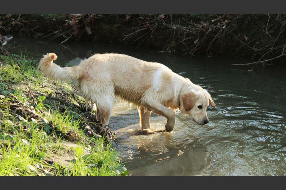 El pequeño no podía salir por si mismo. (Foto: Pizabay) 