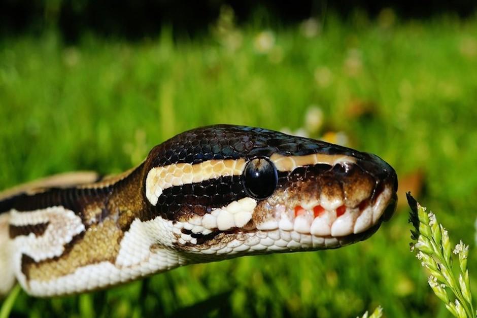 Los empleados de la tienda de mascotas pensaron que el reptil se había escapado (Foto ilustrativa: pixabay.com)