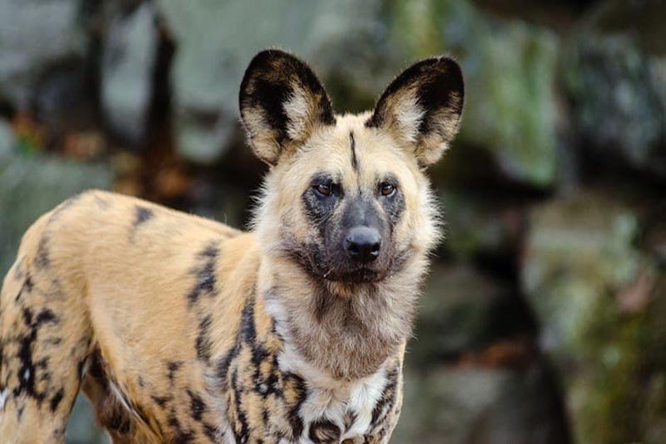 Cuando estaban distraídos, una joven leona agarró por el cuello a uno de los perros hiena (Foto ilustrativa: tengoperro.com)
