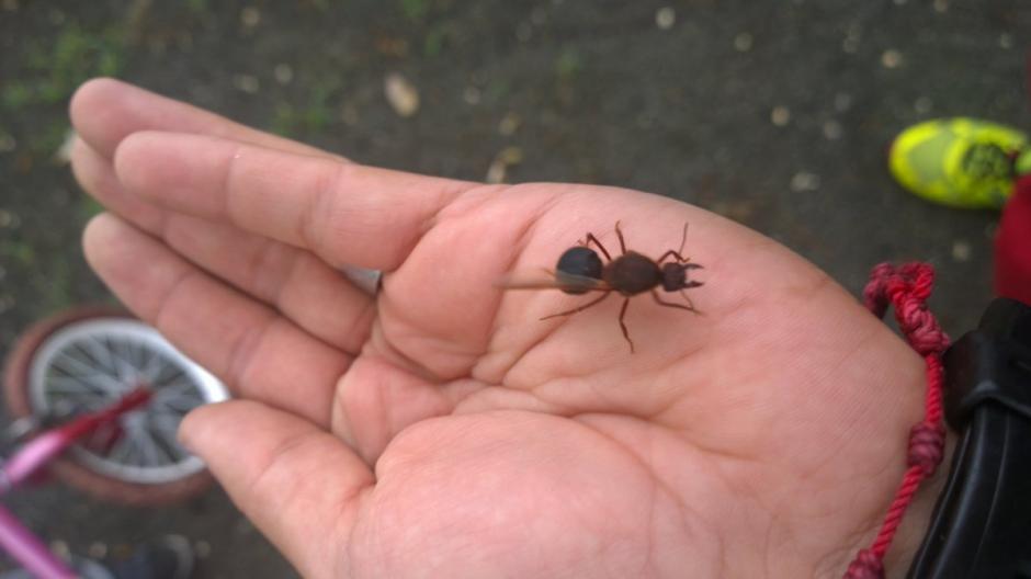 Los zompopos de mayo aparecieron en varios sectores del país y con ellos un gran debate. (Foto: Twitter/@Jorgermackay)