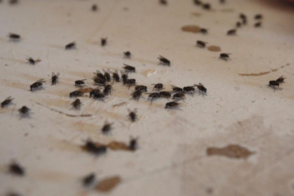 Así lucen los suelos de la comunidad, llenos de moscas. (Foto:Facebook)