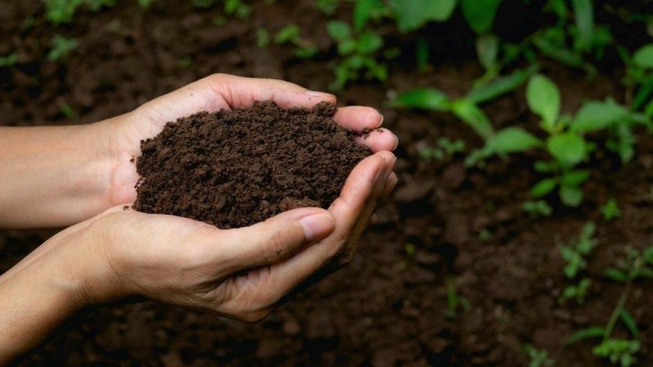Una revolucionaria ley se aprobó en Estados Unidos para que los cadáveres se conviertan en abono para plantas. (Foto: AFP) 