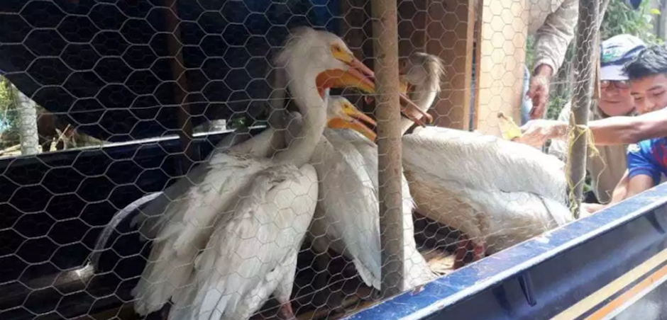 Los pelícanos rescacatados en Atitlán fueron ubicados en la Costa Sur guatemalteca. (Foto: Stereo 100) 