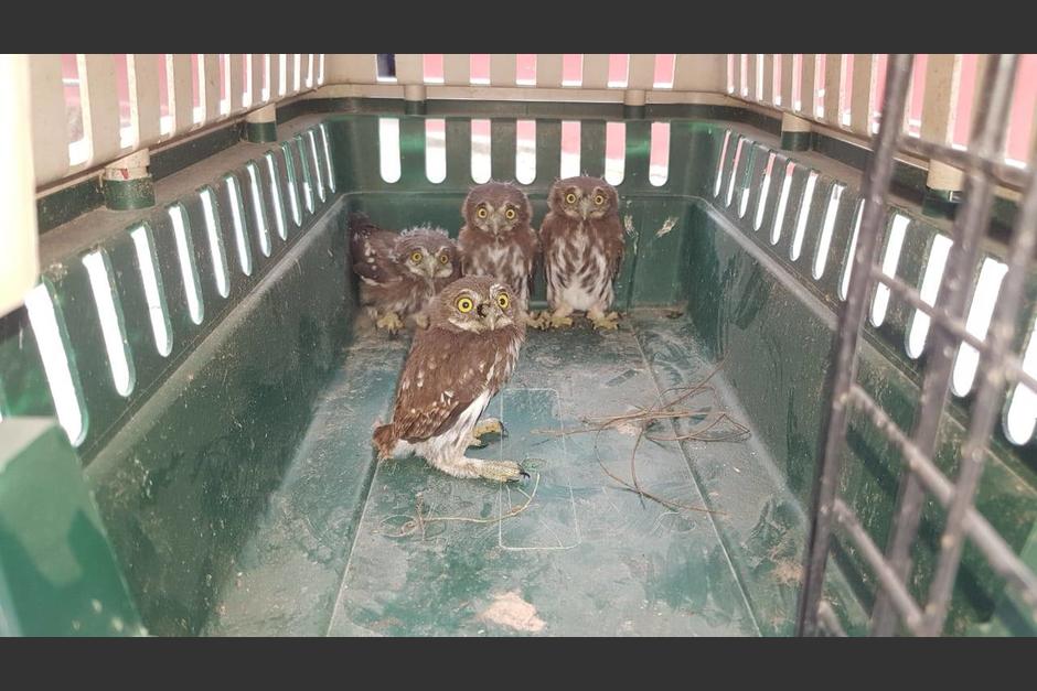Cuatro búhos fueron rescatados en el centro de Poptún. (Foto: Consejo Nacional de Áreas Protegidas) 