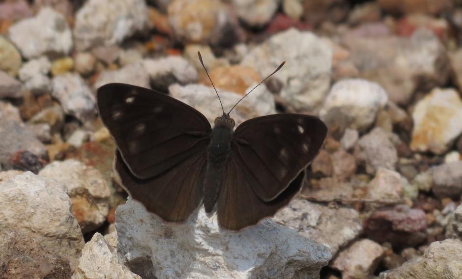 Varios guatemaltecos han reportado varios grupos de mariposas en diversas partes de la ciudad y en Mixco. (Foto: Butterflies and Moths of North America)