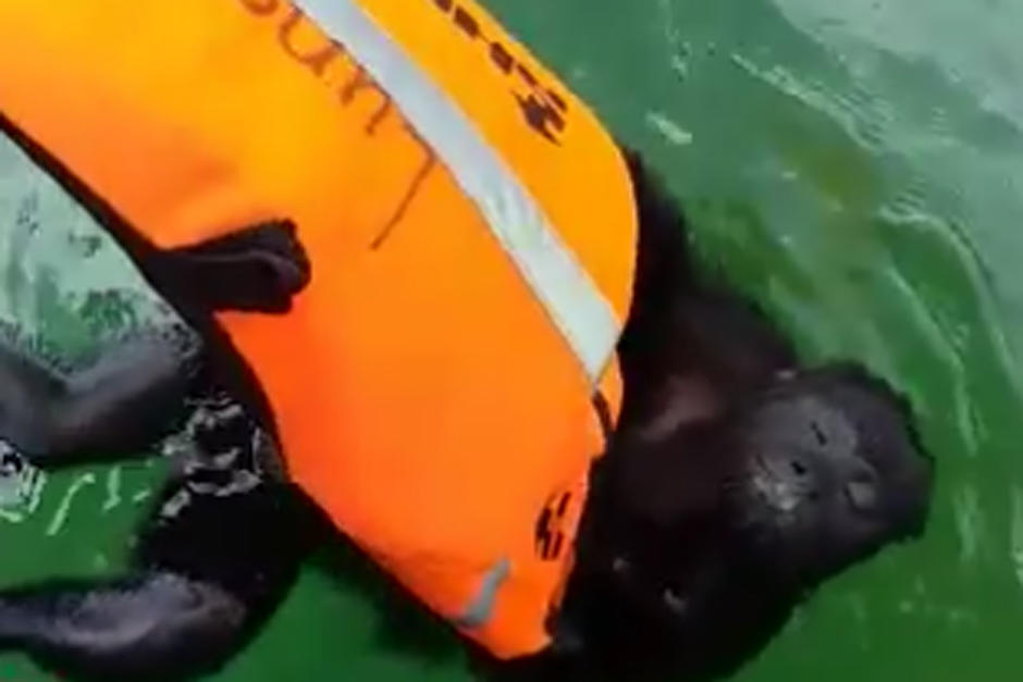 Los monos han visto amenazado su hábitat debido a los incendios de las últimas semanas en diversos poblados de Petén. (Foto: Captura de Pantalla de Facebook / Rony Hernández)