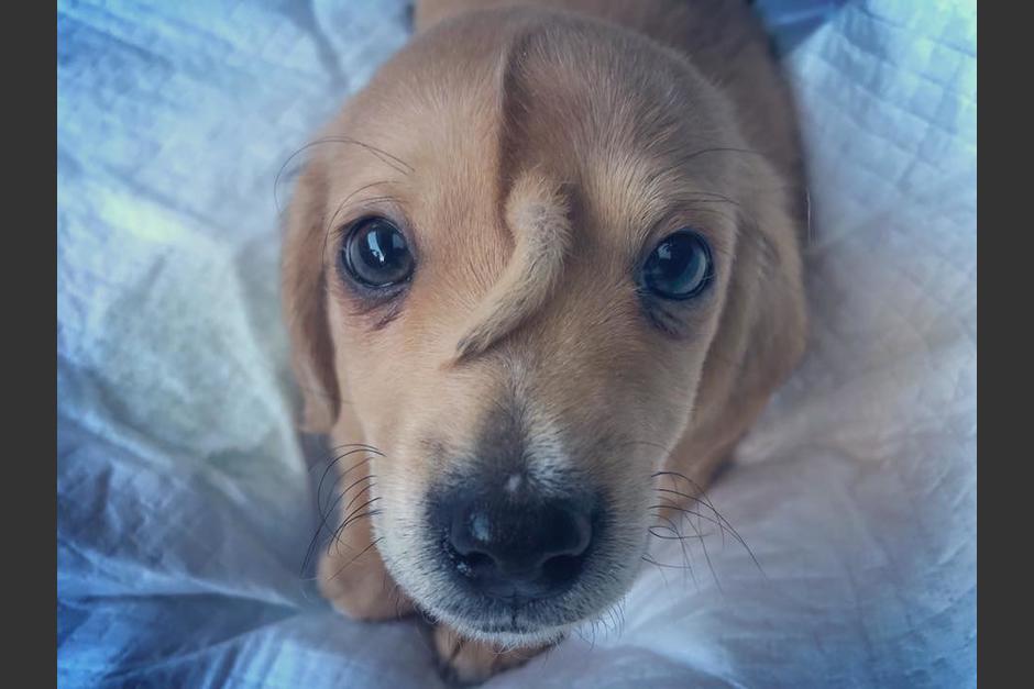 El perrito se ha convertido en toda una sensación en las redes sociales tras ser rescatado. (Foto: Mac the pitbull)