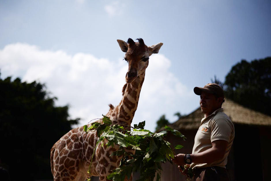 El nuevo huésped del zoológico La Aurora fue presentado este jueves. (Foto: Fredy Hernández/Soy502) 