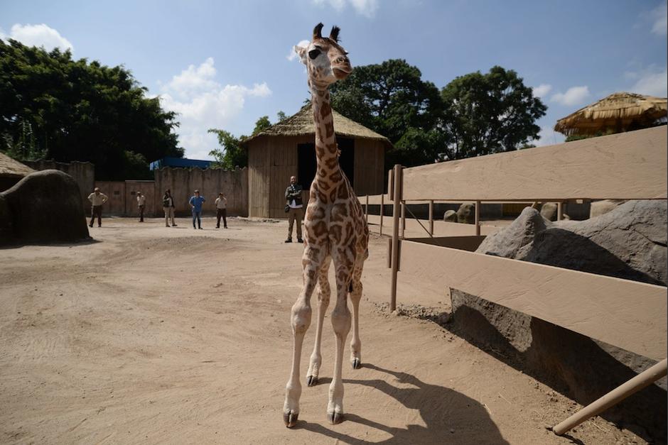 la tierna fotografía del nuevo miembro del zoo La Aurora enterneció las redes. (Foto: Wilder López/Soy502) 